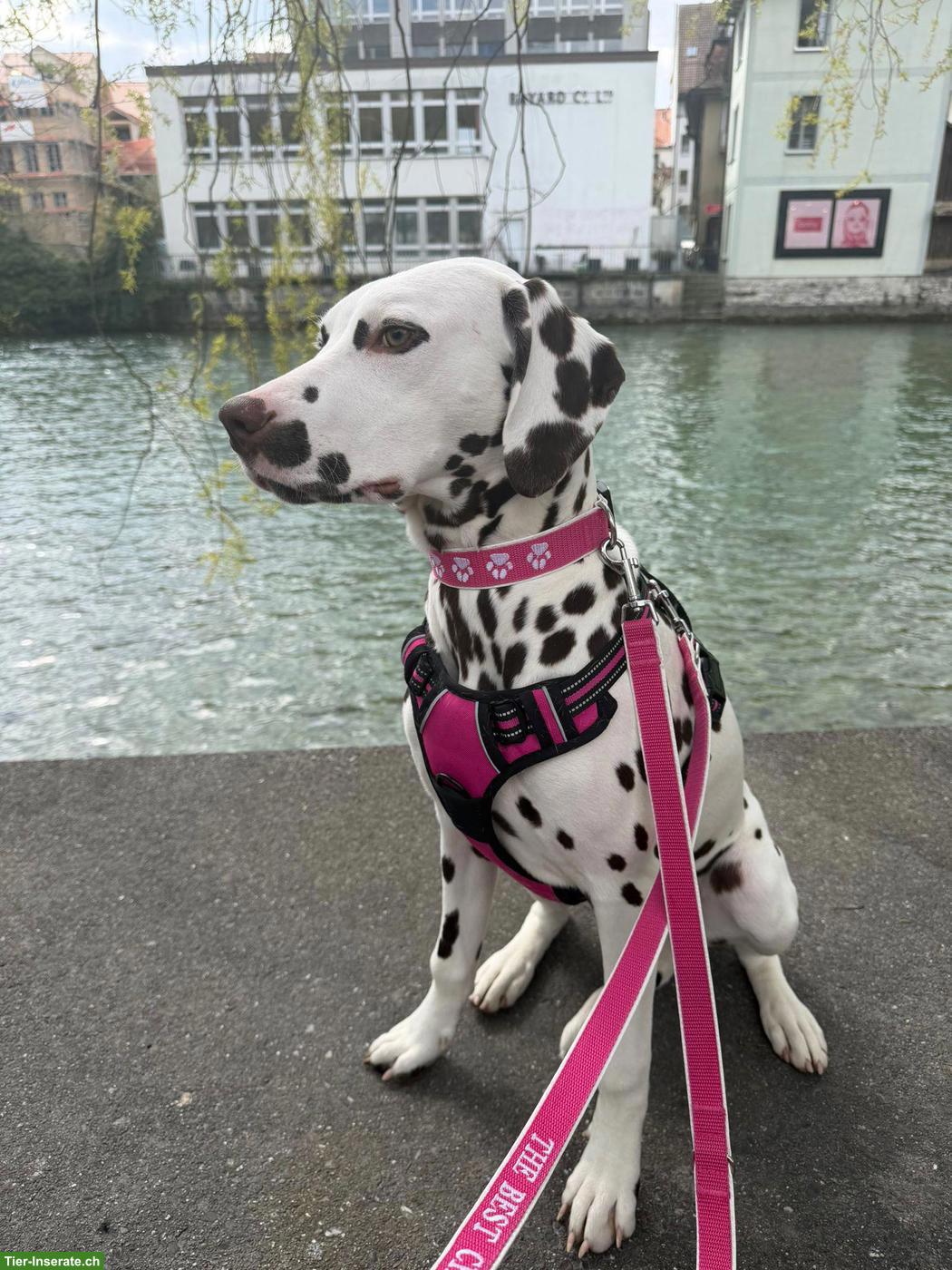 Bild 5: Wunderschöne Dalmatiner Welpen suchen ihr Zuhause