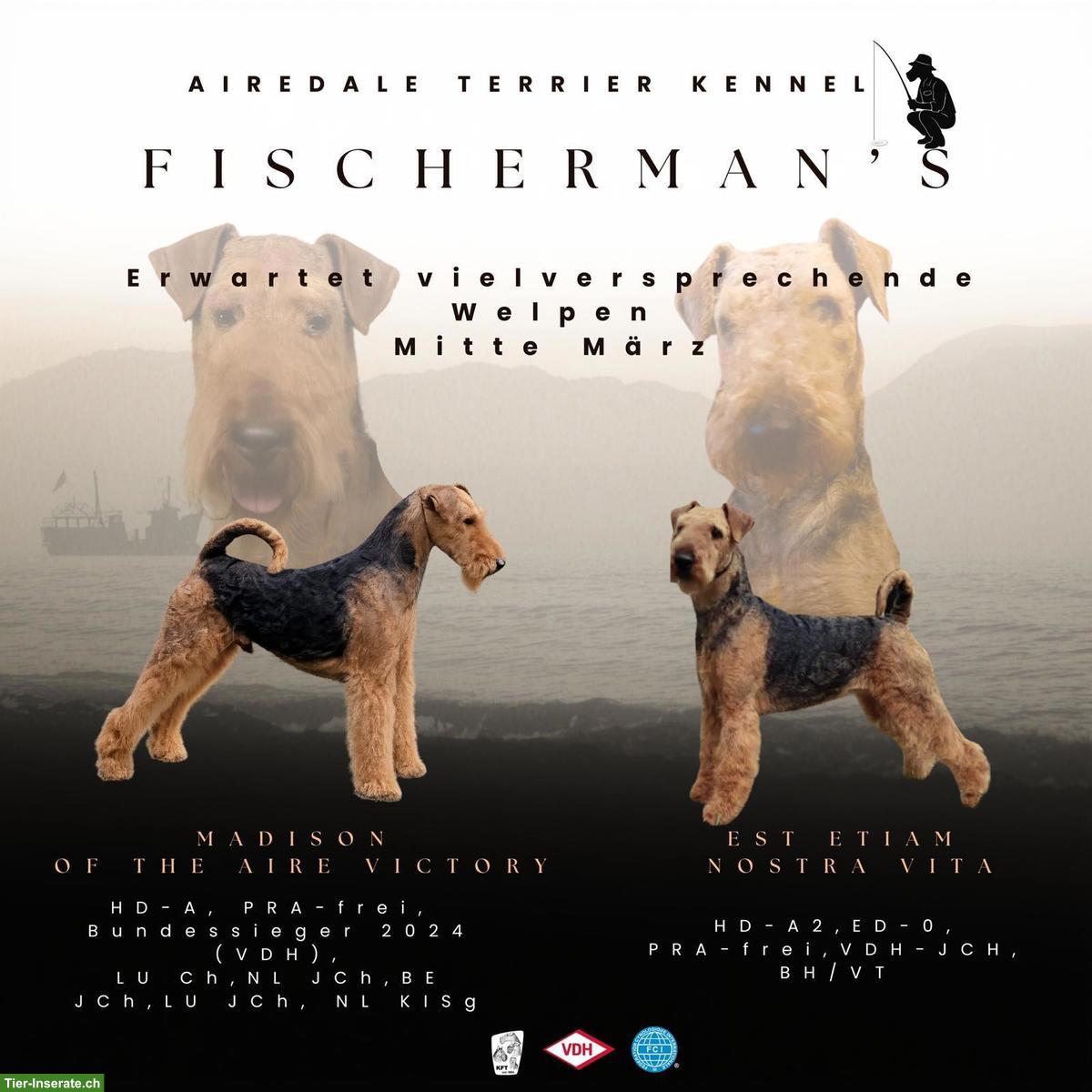 Airedale Terrier Welpen aus vielversprechender Verpaarung