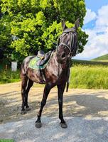 Württemberger Vollblut-Mix, charakterstarke Stute sucht Herzensplatz