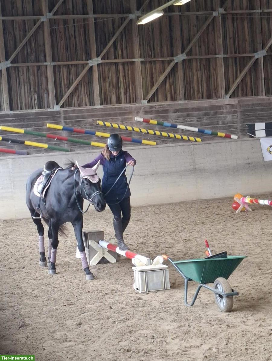 Bild 2: Württemberger Vollblut-Mix, charakterstarke Stute sucht Herzensplatz