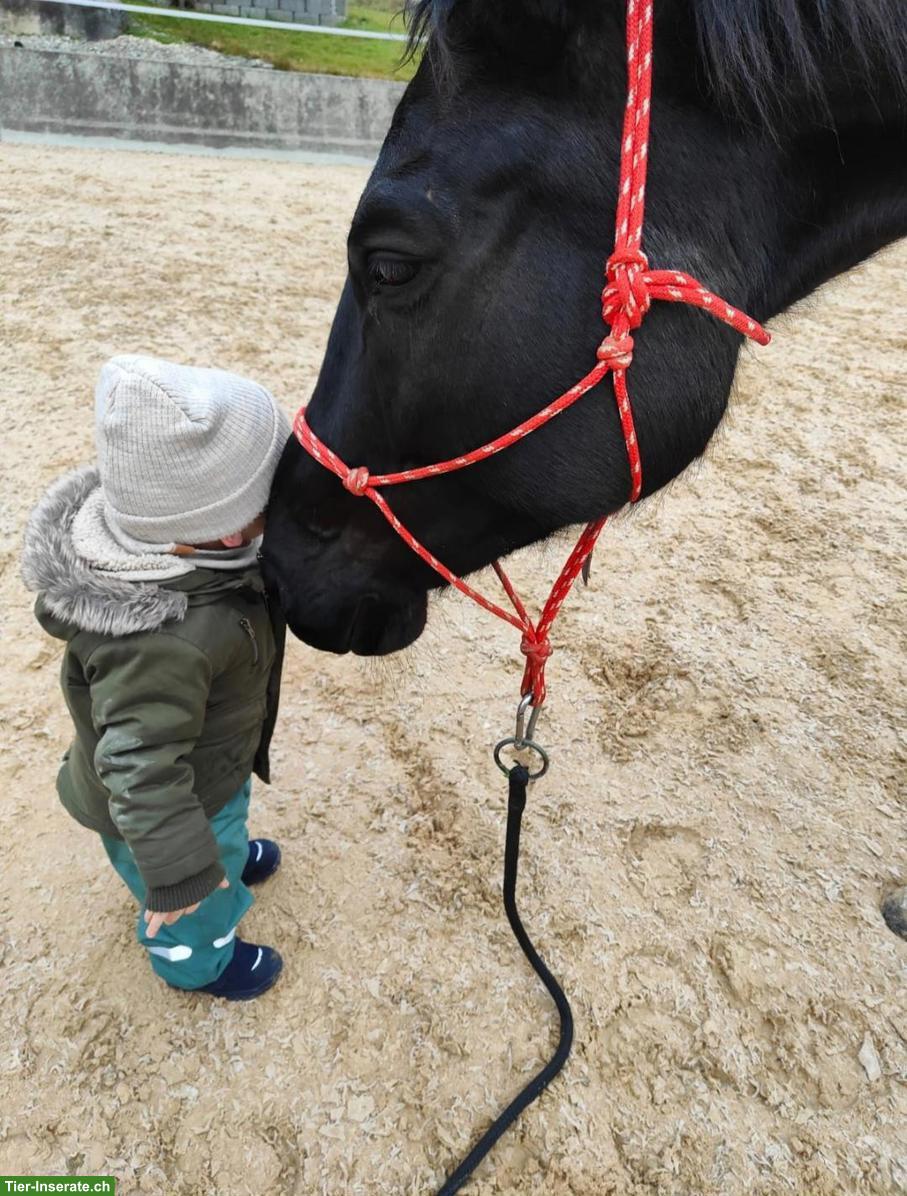 Bild 6: Württemberger Vollblut-Mix, charakterstarke Stute sucht Herzensplatz