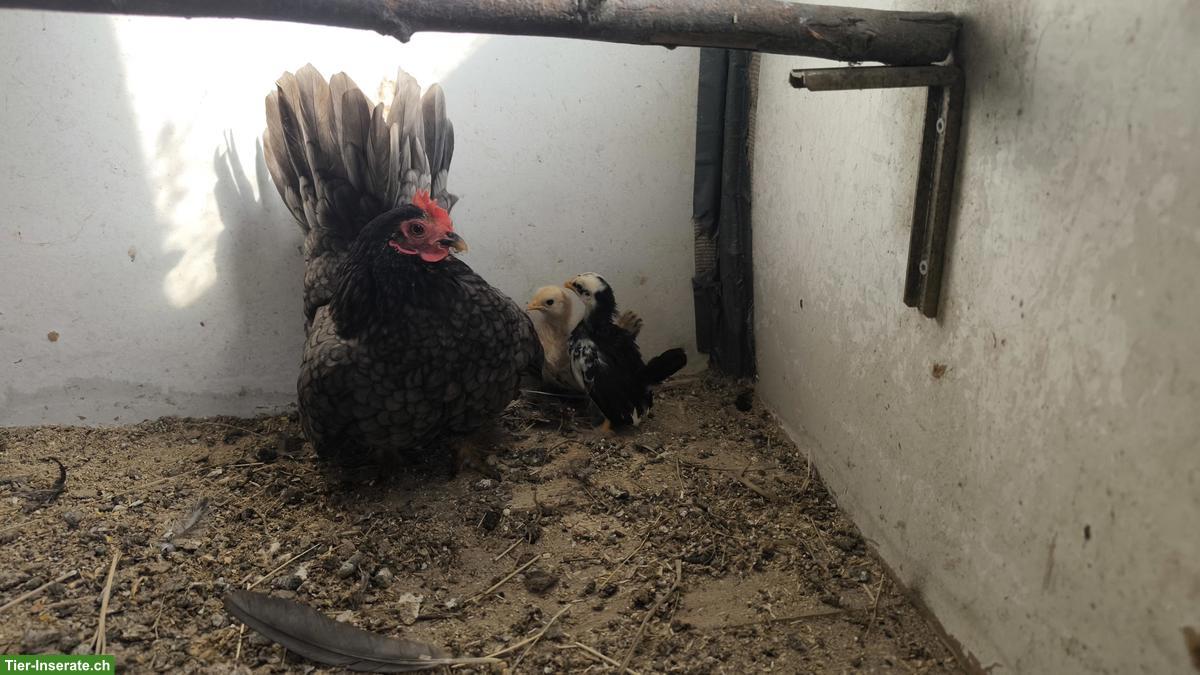 Bild 2: Chabo Gruppe 5 Tiere zu verkaufen