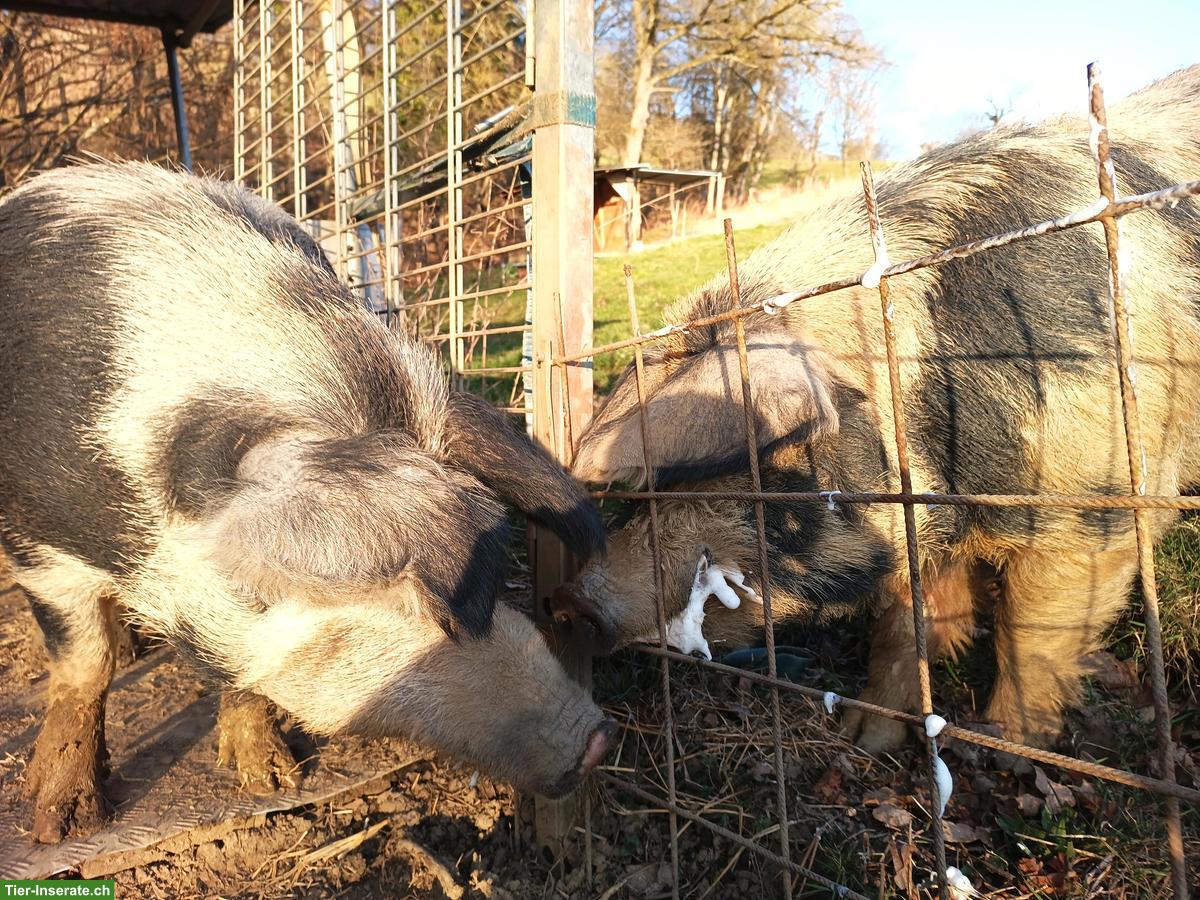 Turopolje - Eber Mo hat noch Kapazität