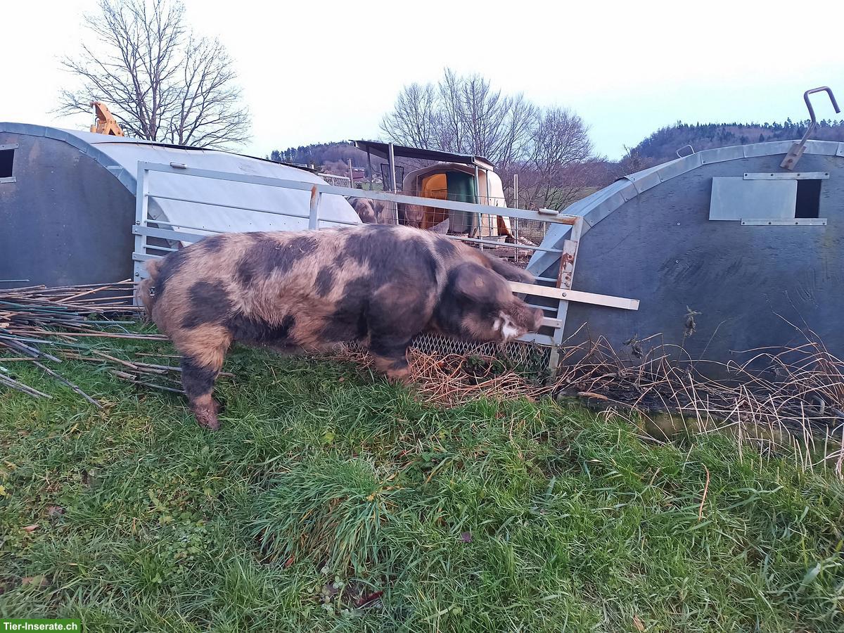 Bild 2: Turopolje - Eber Mo hat noch Kapazität