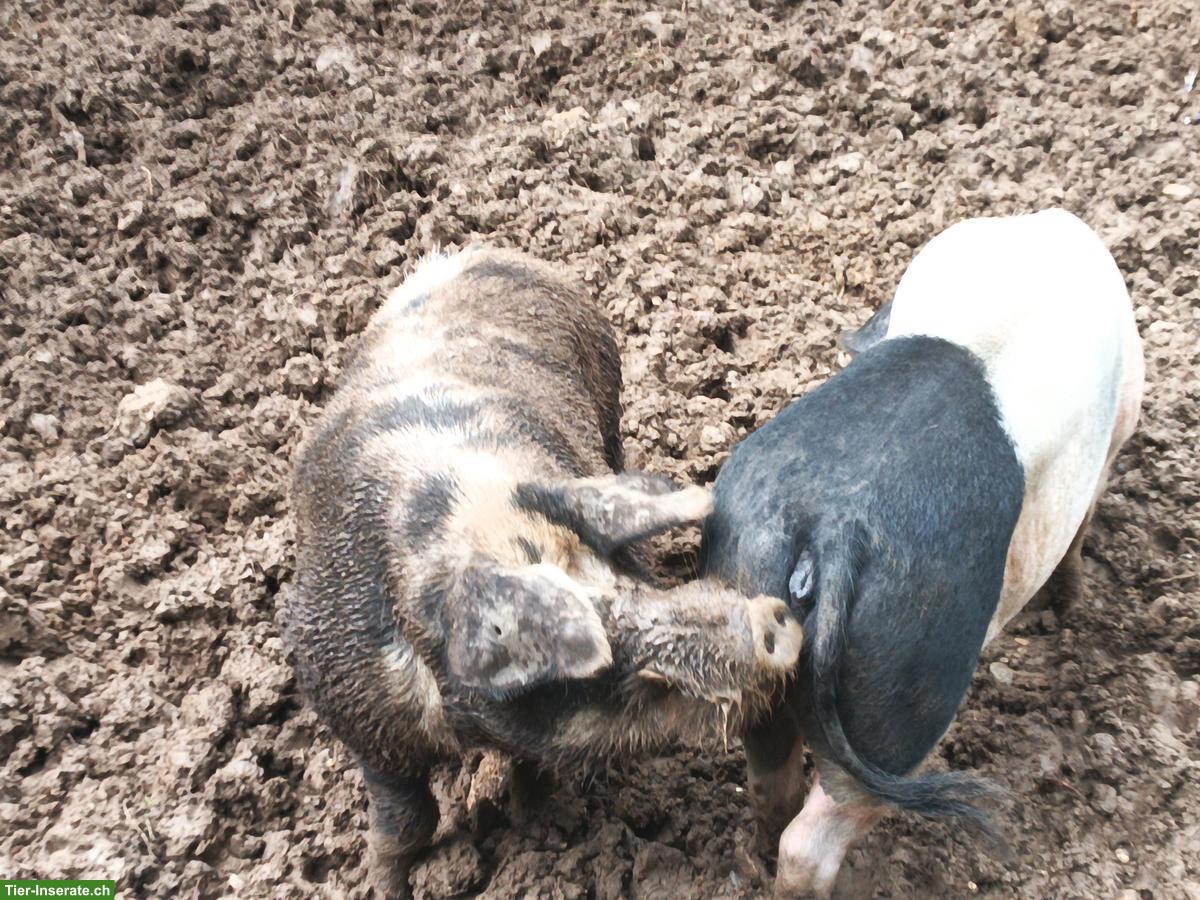 Bild 3: Turopolje - Eber Mo hat noch Kapazität