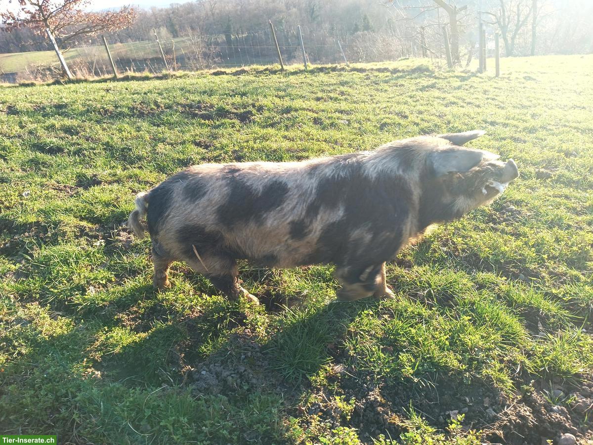 Bild 4: Turopolje - Eber Mo hat noch Kapazität