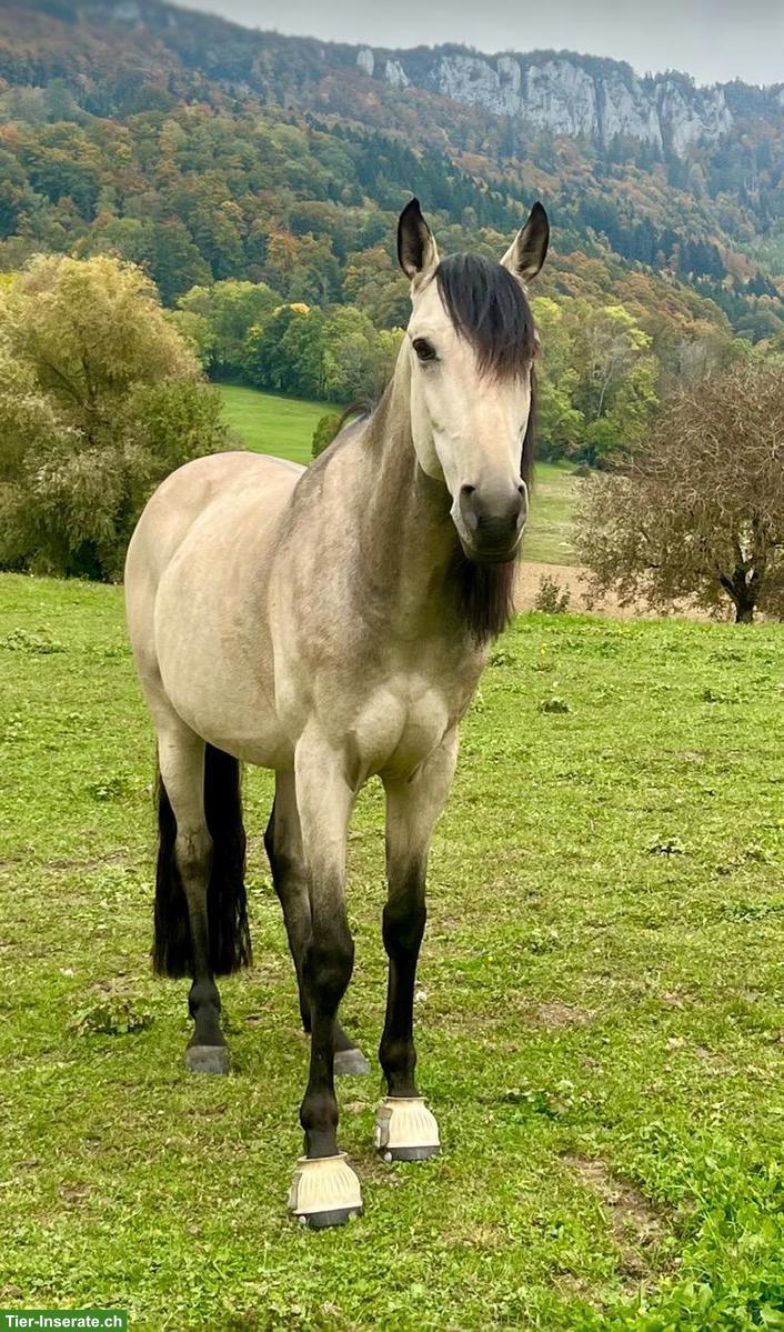 Sensibler portugiesischer Wallach, 2020, 162cm, Falbe