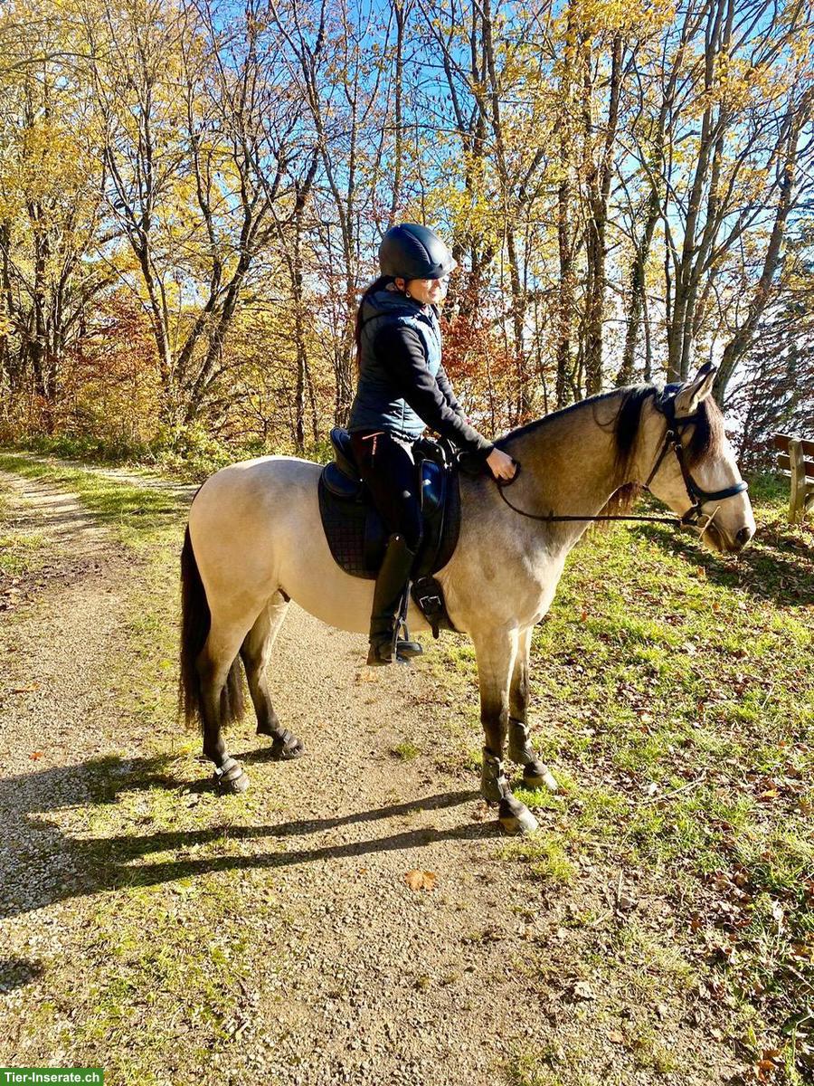 Bild 2: Sensibler portugiesischer Wallach, 2020, 162cm, Falbe