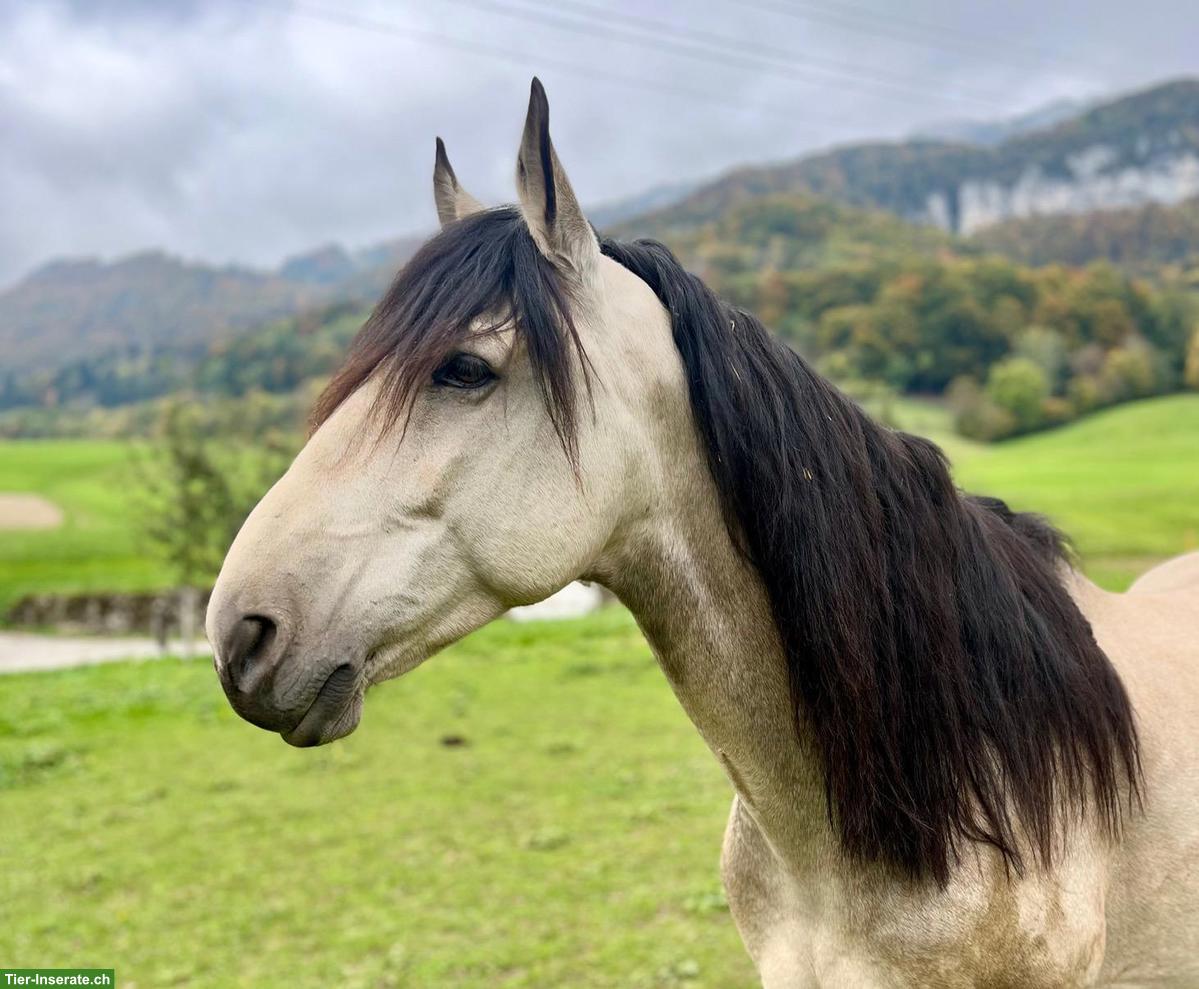 Bild 3: Sensibler portugiesischer Wallach, 2020, 162cm, Falbe