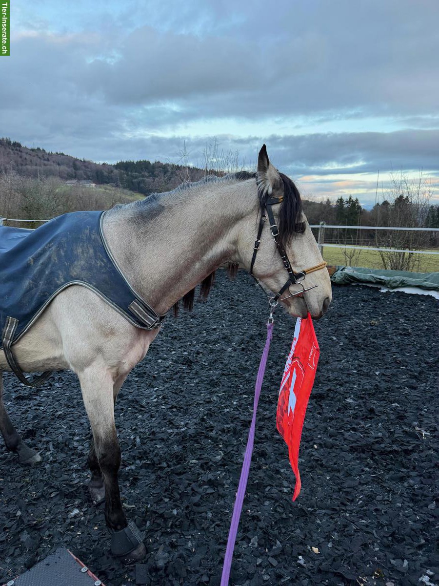 Bild 4: Sensibler portugiesischer Wallach, 2020, 162cm, Falbe