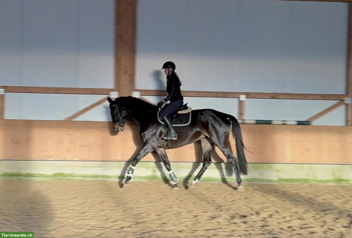 6 und 9-jähriges Springpferd, Stuten