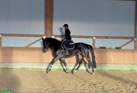 6 und 9-jähriges Springpferd, Stuten