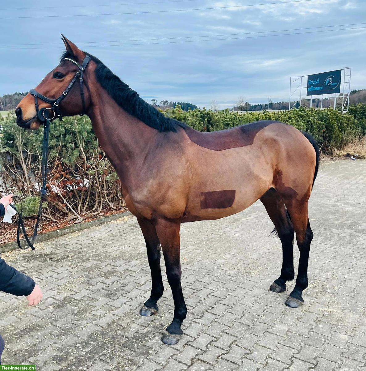 Bild 2: 6 und 9-jähriges Springpferd, Stuten