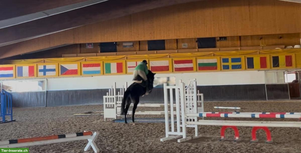 Bild 3: 6 und 9-jähriges Springpferd, Stuten