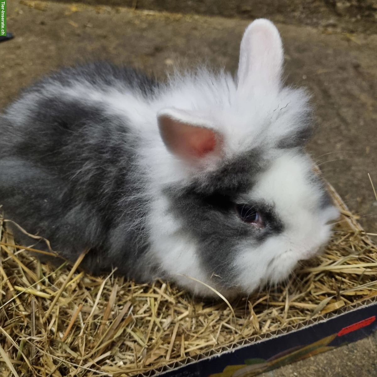 Löwenköpfchen zu verkaufen