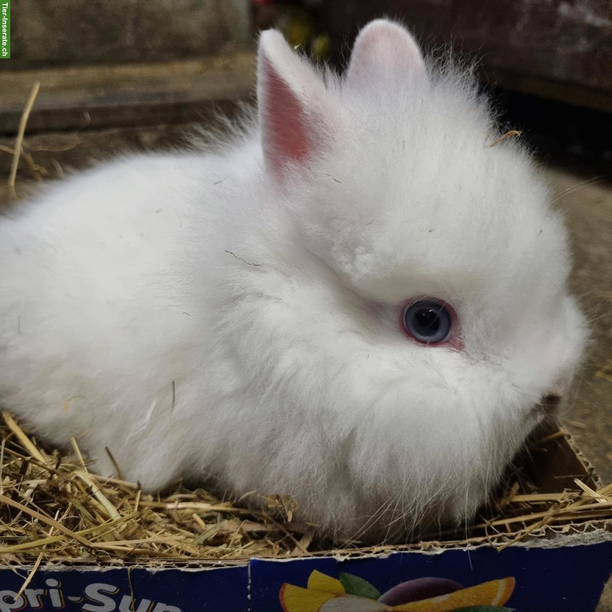 Bild 3: Löwenköpfchen zu verkaufen