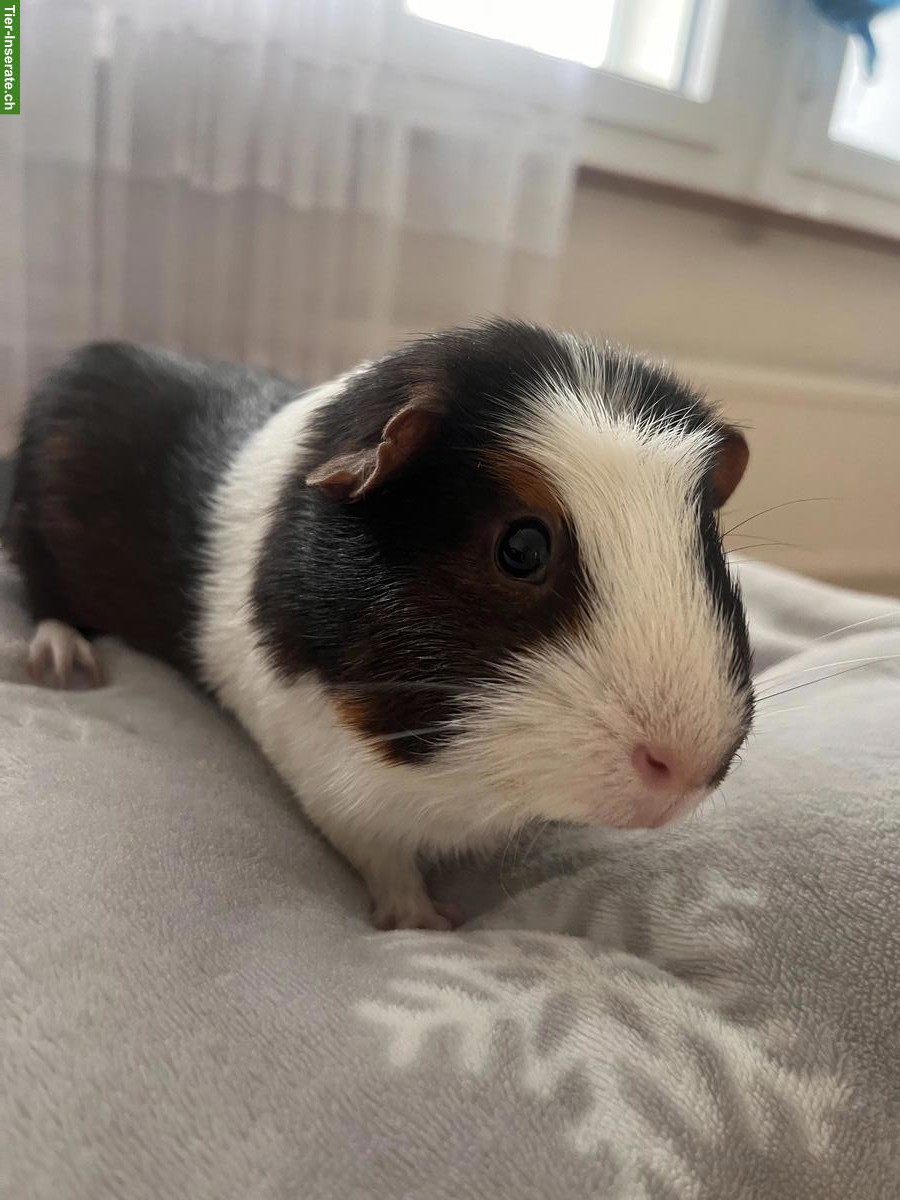 Meerschweinchen Böckli zu verkaufen