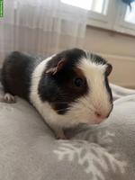 Meerschweinchen Böckli zu verkaufen