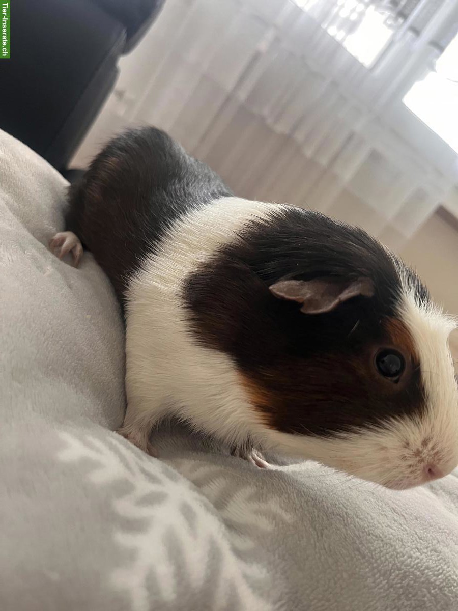 Bild 2: Meerschweinchen Böckli zu verkaufen