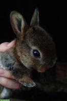 Junge Kleinrex Kaninchen