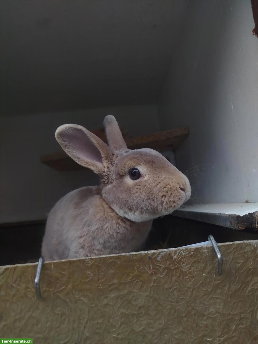 Bild 2: Junge Kleinrex Kaninchen