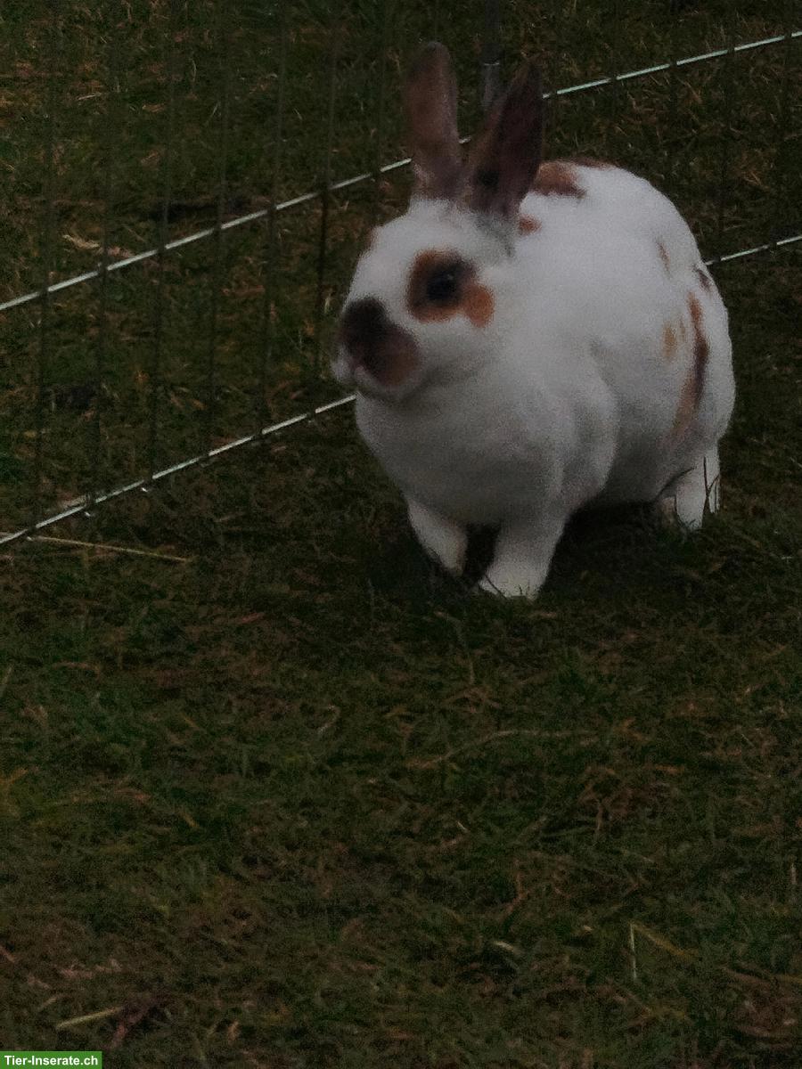 Bild 3: Junge Kleinrex Kaninchen