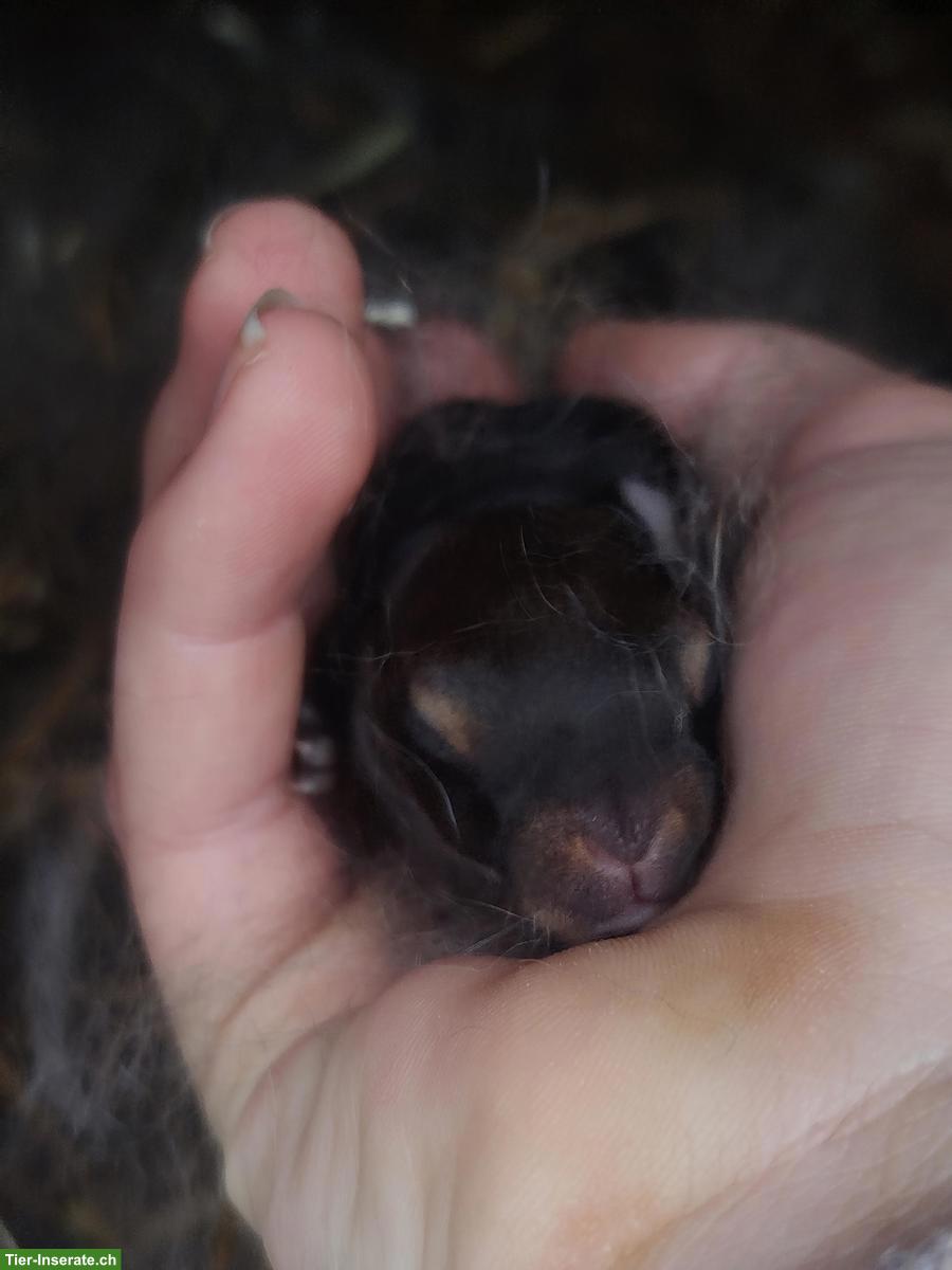 Bild 4: Junge Kleinrex Kaninchen