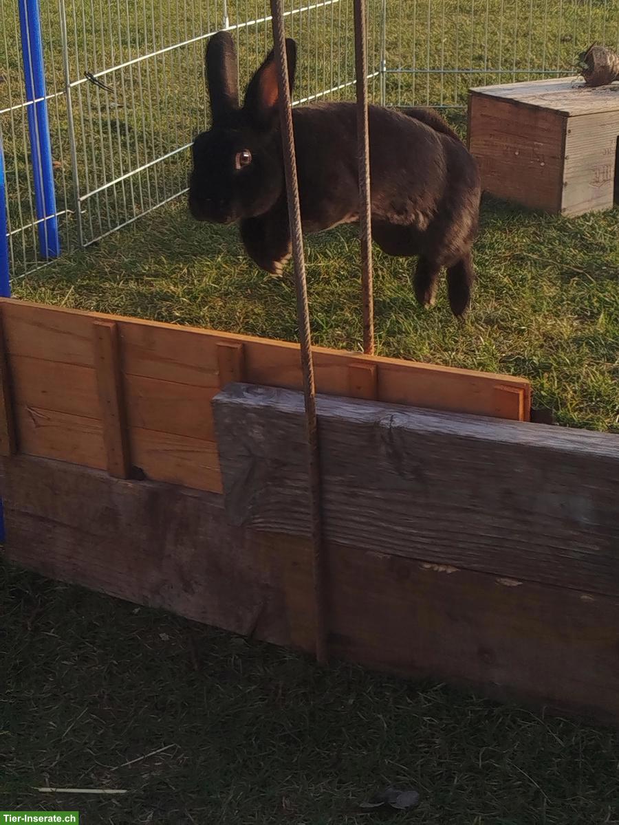 Bild 5: Junge Kleinrex Kaninchen