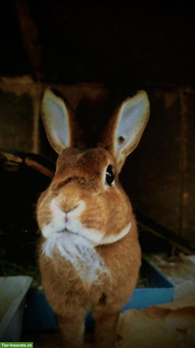 Bild 6: Junge Kleinrex Kaninchen