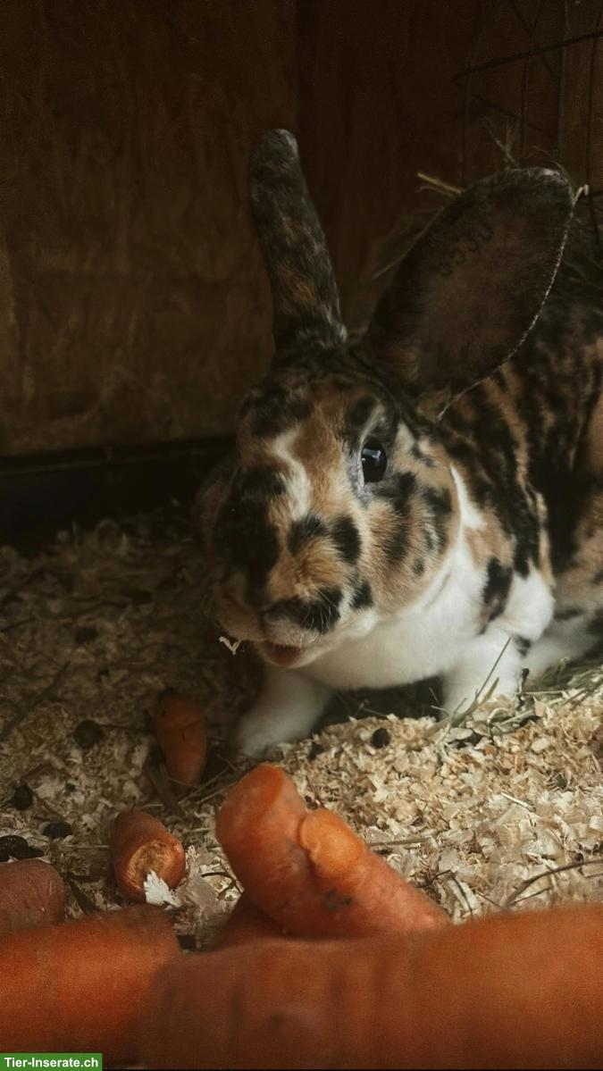 Bild 7: Junge Kleinrex Kaninchen