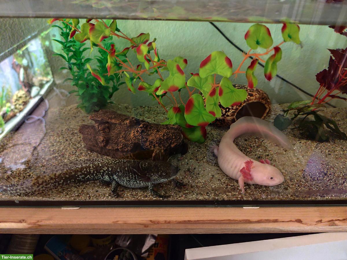 2 Axolotl zu verkaufen, mit oder ohne Zubehör