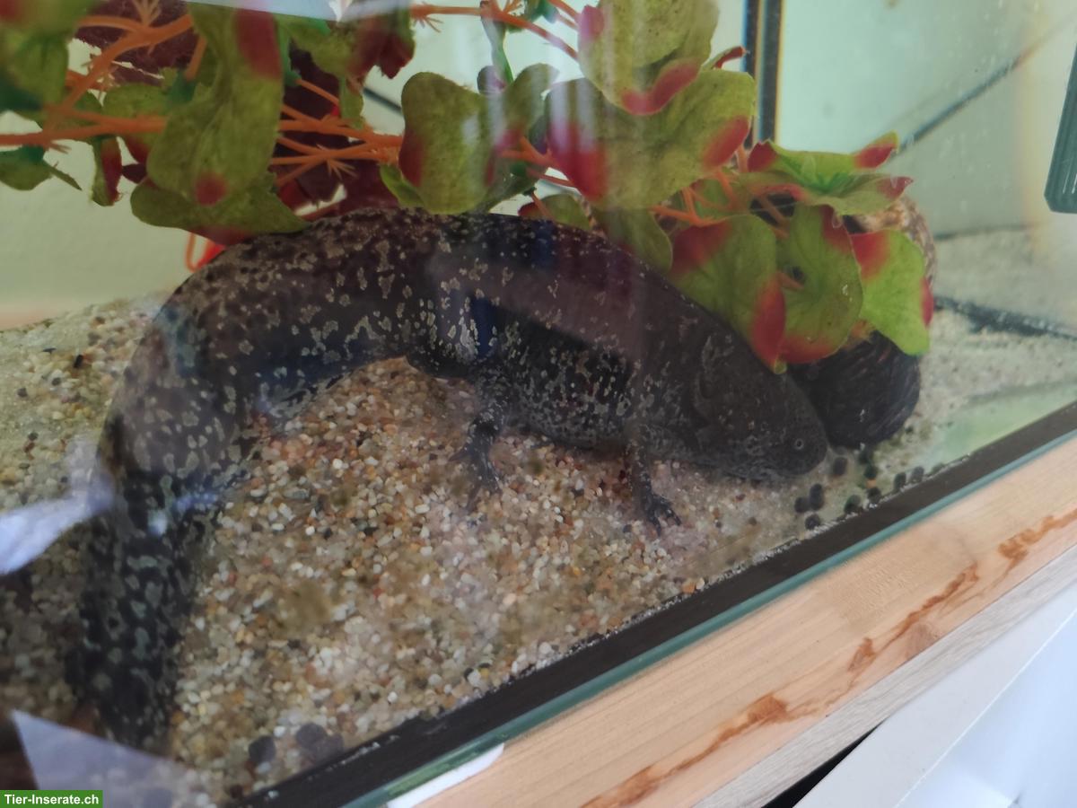 Bild 2: 2 Axolotl zu verkaufen, mit oder ohne Zubehör