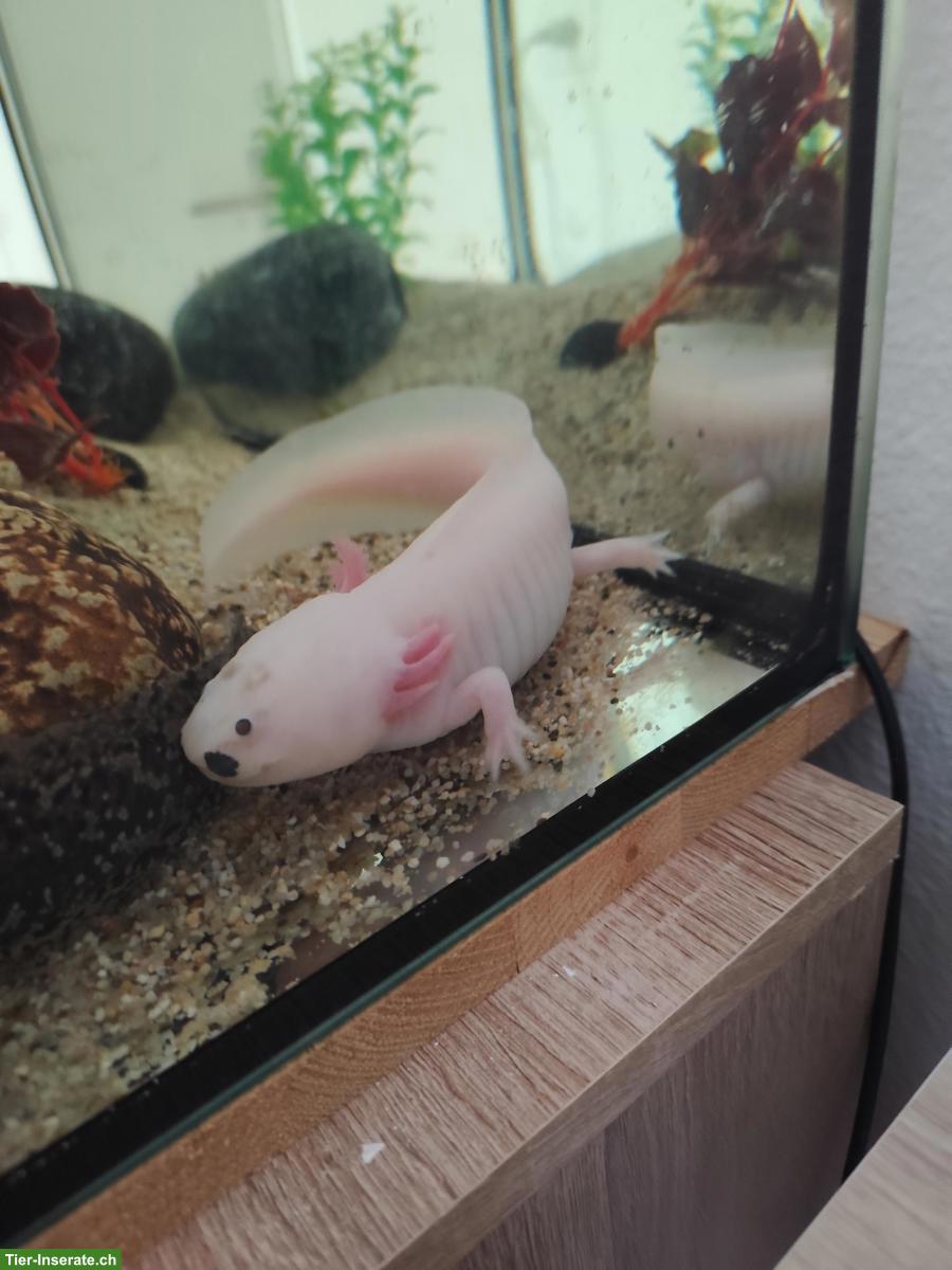 Bild 3: 2 Axolotl zu verkaufen, mit oder ohne Zubehör