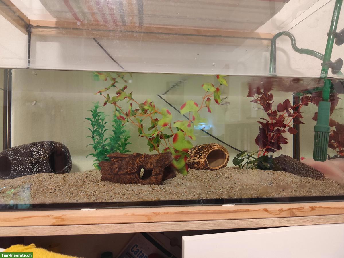 Bild 4: 2 Axolotl zu verkaufen, mit oder ohne Zubehör