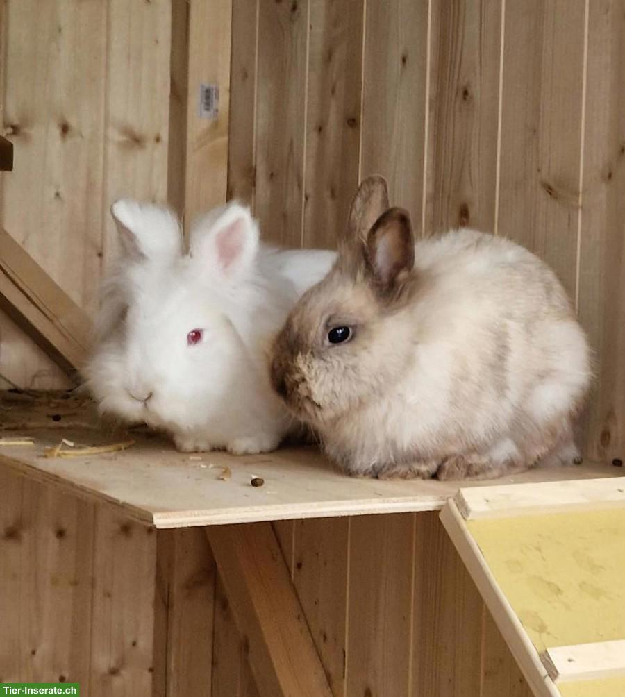 Löwenkopf Zwergkaninchen Geschwisterpaar