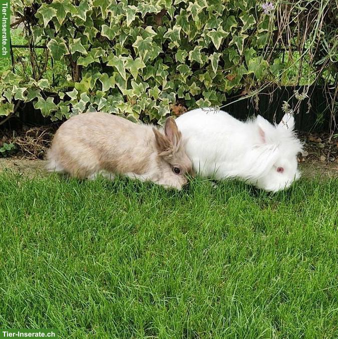 Bild 2: Löwenkopf Zwergkaninchen Geschwisterpaar