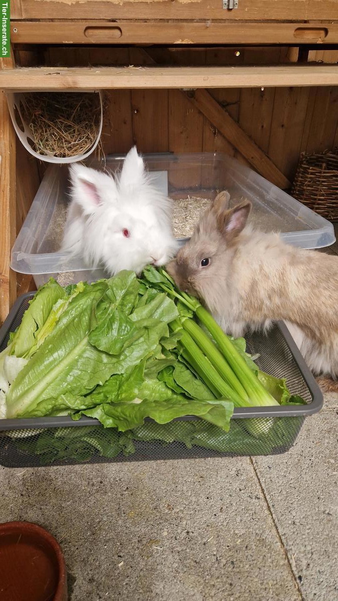Bild 3: Löwenkopf Zwergkaninchen Geschwisterpaar