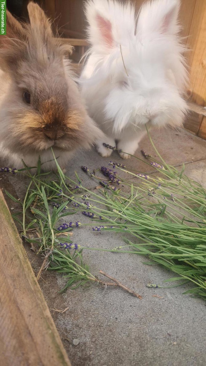 Bild 4: Löwenkopf Zwergkaninchen Geschwisterpaar