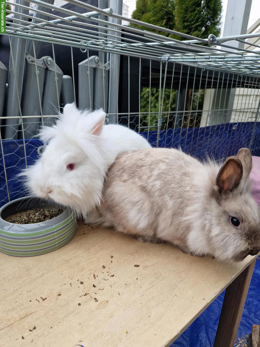 Bild 5: Löwenkopf Zwergkaninchen Geschwisterpaar