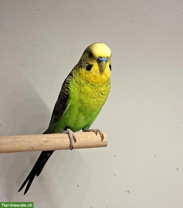 Junger Blackwing Wellensittich Hahn