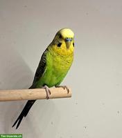 Junger Blackwing Wellensittich Hahn