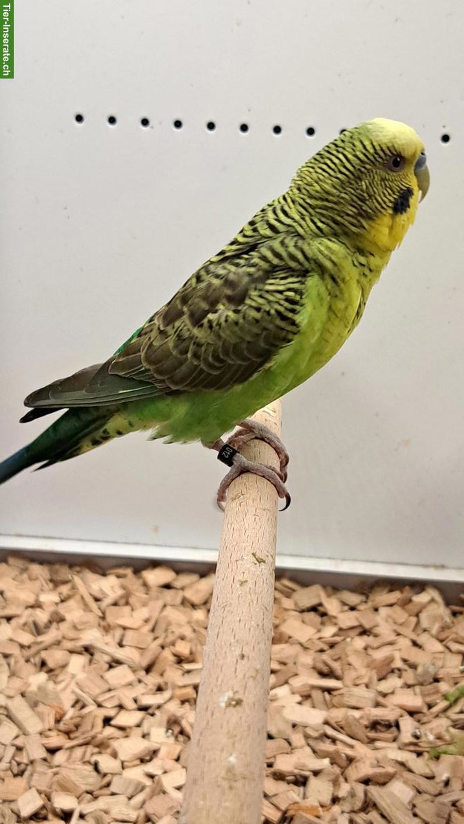 Bild 2: Junger Blackwing Wellensittich Hahn