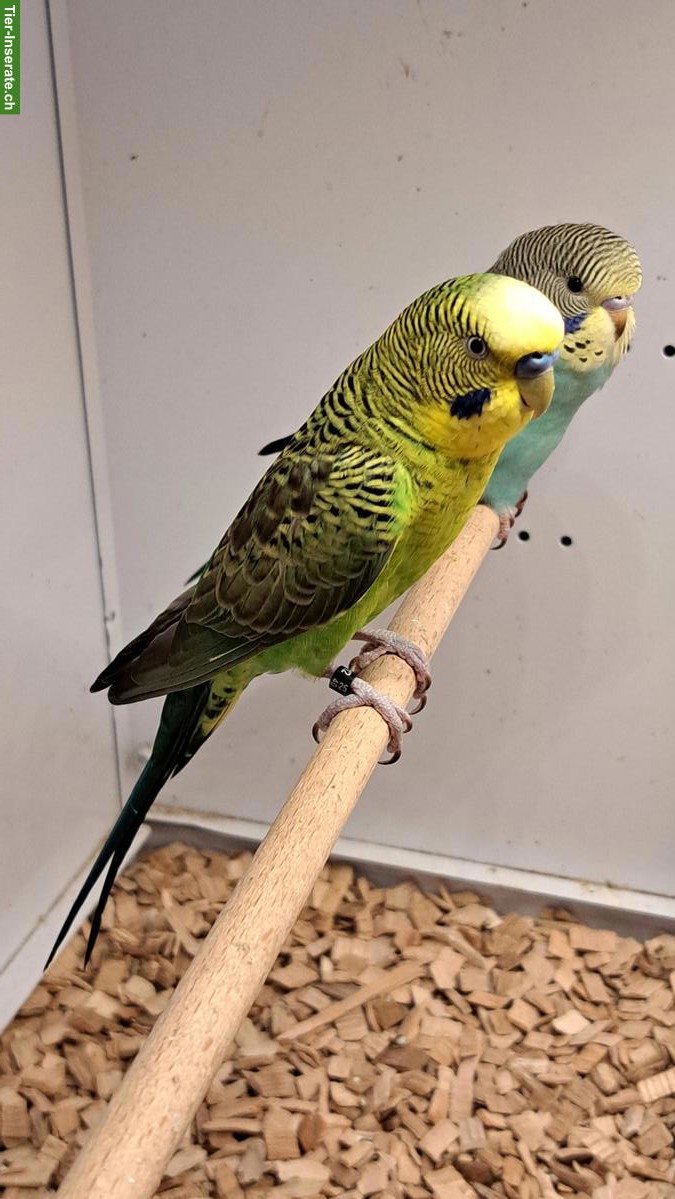 Bild 3: Junger Blackwing Wellensittich Hahn