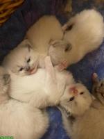 Junge Ragdoll Kitten in bicolor, blue und seal