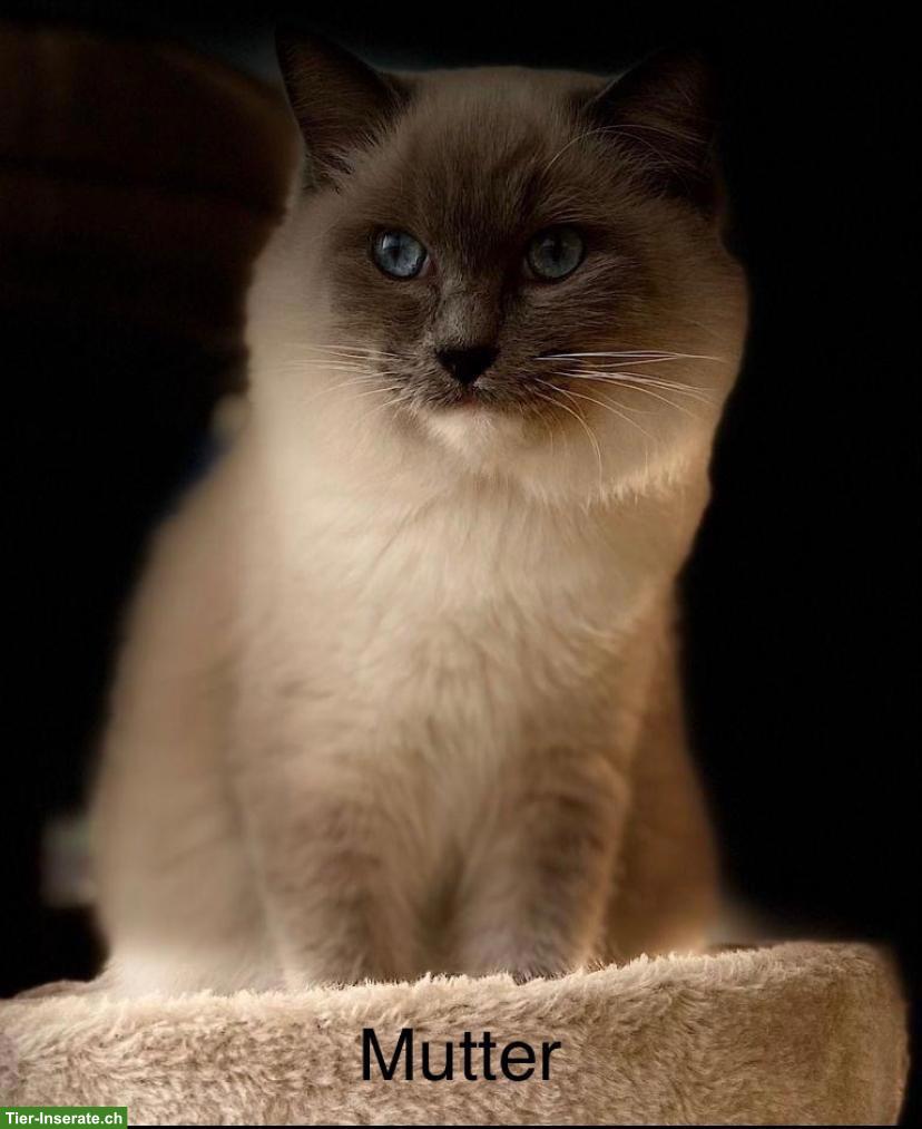 Bild 2: Junge Ragdoll Kitten in bicolor, blue und seal