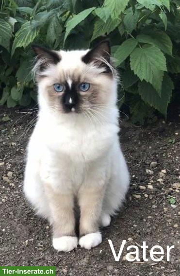 Bild 3: Junge Ragdoll Kitten in bicolor, blue und seal