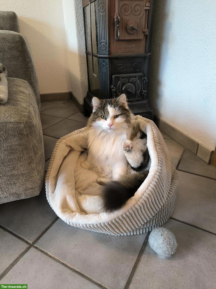 Langhaar Kater an ruhigen Haushalt ohne Kinder abzugeben