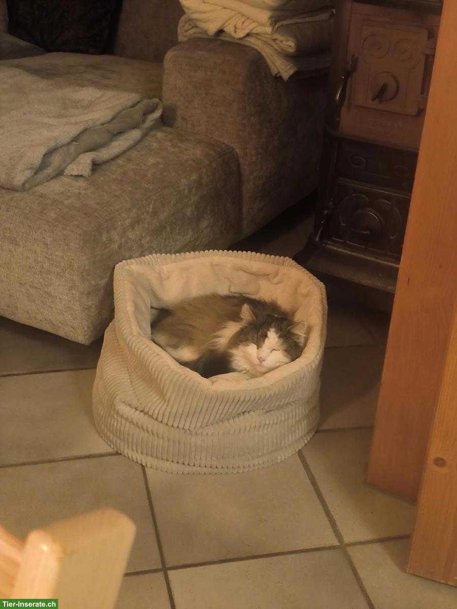 Bild 2: Langhaar Kater an ruhigen Haushalt ohne Kinder abzugeben