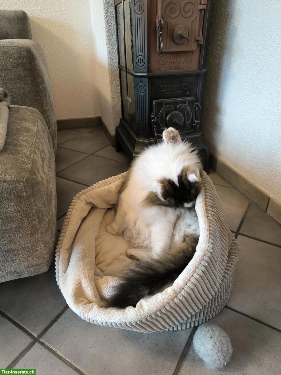 Bild 3: Langhaar Kater an ruhigen Haushalt ohne Kinder abzugeben