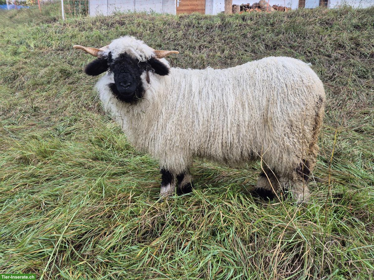 Walliser Schwarznasenschaf-Aue zu verkaufen